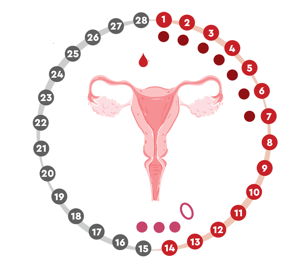 Εμμηνορρυσιακός κύκλος